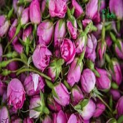 غنچه گل محمدی