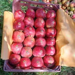 میوه