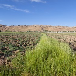 ۲۰هکتار زمین کشاورزی ۲۰هکتار زمین کشاورزی