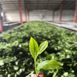چای بهاره لاهیجان