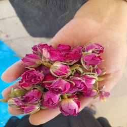 غنچه گل محمدی