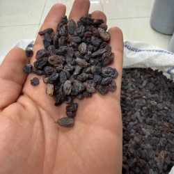 کشمش کشمش