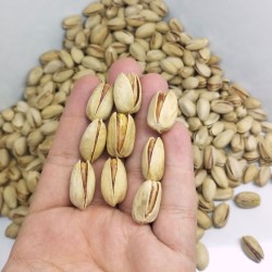 فروش پسته اکبری اصل فروش پسته اکبری اصل
