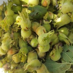 فندق تازه