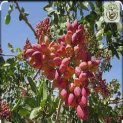 فروش پسته اکبری