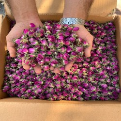 غنچه گل محمدی 