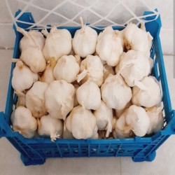 Selling Garlic  فروش سیر صادرا