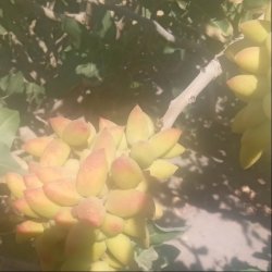 فروش مغز وپسته