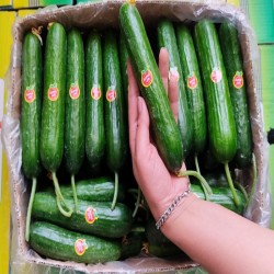 خیار لوکس صادراتی  گلخانه ای
