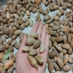 خشکبار