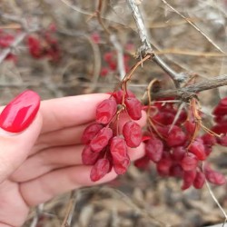 زعفران، زرشک،عرقیات گیاهی