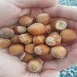 فندق درجه یک امسالی فندق درجه یک امسالی
