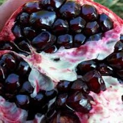 تهیه و ارسال میوه های فصل