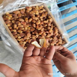 فروش خرمای زاهدی