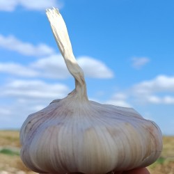 سیر سیر