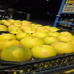 فروش گریپ فروت