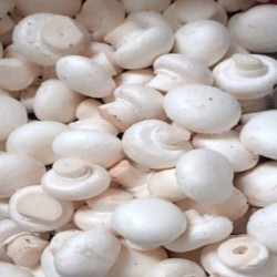 فروش قارچ عمده 