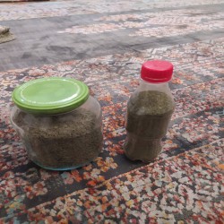 نعناع و آویشن کوهی ییلاقات مازندران