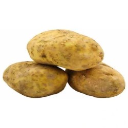 فروش سیب زمینی پیاز