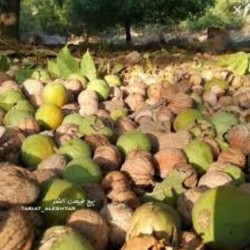 عسل وگردوی الشتر لرستان