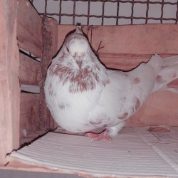 کبوتر مسافتی زینتی