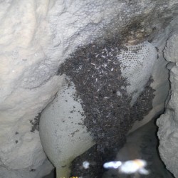 عسل کوهی درجه ۱ اورگانیک
