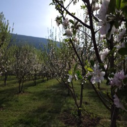 باغ ویلا مزرعه پرورش ماهی کجور