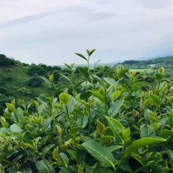 چایی ایرانی