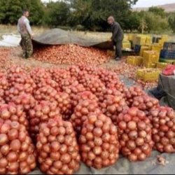 پیاز بُرغون عمده تحویل بهبهان