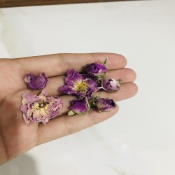 گل محمد درجه یک قمصرکاشان