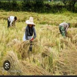 فروش برنج ایرانی و محصولات شمال