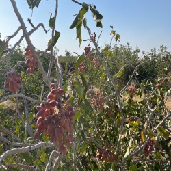 فروش عمده پسته رفسنجان | اکبری