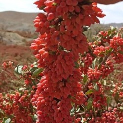 صادرات زرشک سوپر لوکس و درجه ی