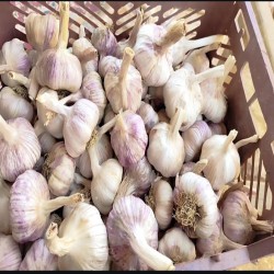 سیر سفید همدان — درجه یک، تازه
