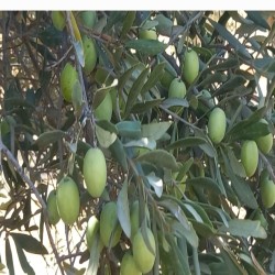 زیتون سبز طارم زنجان