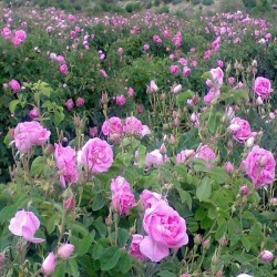 گلاب ناب دوآتشه کاشان