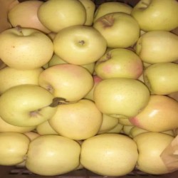 سیب درختی 