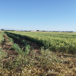 زمین کشاورزی