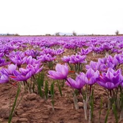 زعفران ایرانی 
