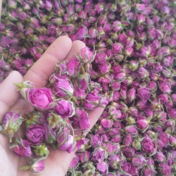 غنچه گل محمدی