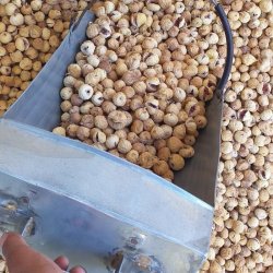 فروش و بسته بندی انواع انجیر صادراتی