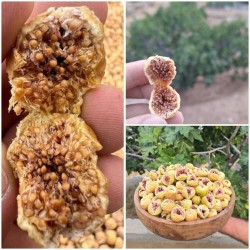 فروش و بسته بندي انواع انجیر 