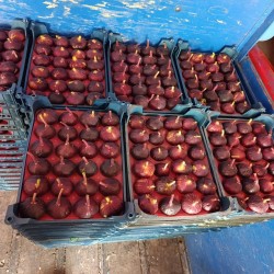 انجیر انجیر