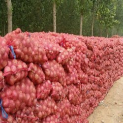 فروش پیاز زرد درجه یک فروش پیاز زرد درجه یک