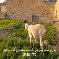 شیشک قندوزی اصیل
