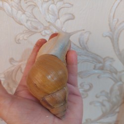 پرورش دهنده حلزون جهت پاکسازی پرورش دهنده حلزون جهت پاکسازی