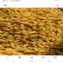 تامین کننده کشمش درایران