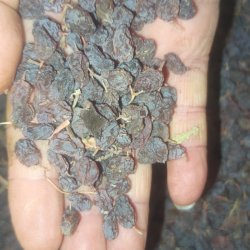 فروش عمده کشمش ایرانی بار لوکس