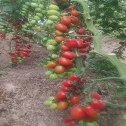 گوجه زیتونی