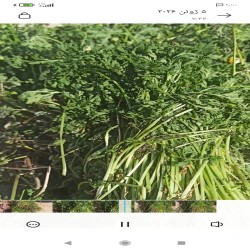 گیاه مخلصه (بابونه کوهی ) 